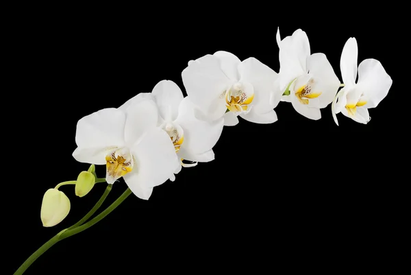 White orchids with yellow middles isolated on black — Stock Photo, Image