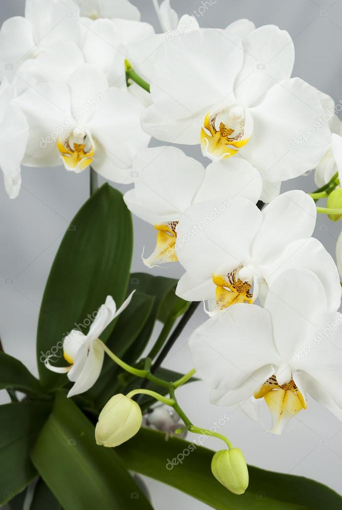 White orchids with yellow middles on gray 