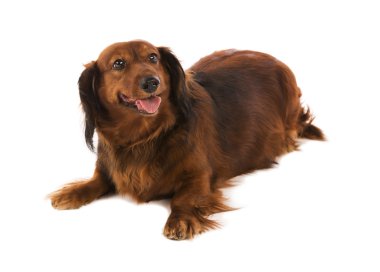 Dachshund beyaz zemin üzerine