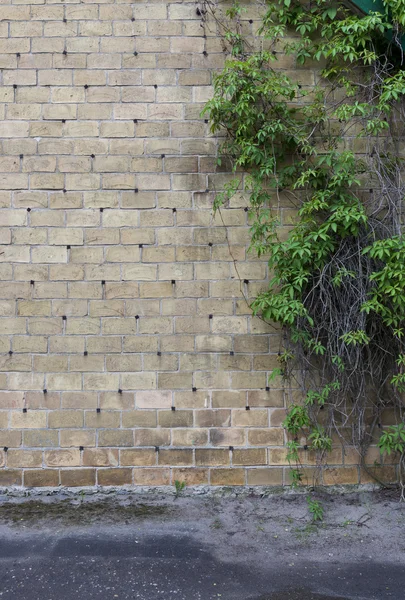 Il muro creativo di mattoni grigi con rivetti in ghisa e uva selvatica — Foto Stock