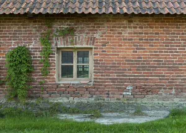 Il vecchio muro di mattoni con una finestra e uva selvatica Fotografia Stock