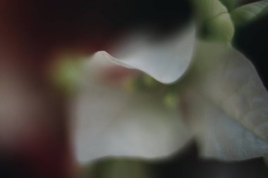 beyaz çiçek seçici odak resmi 