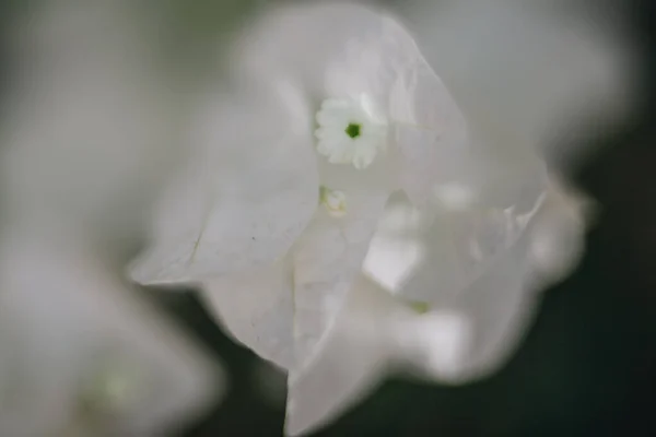 Bílá Květina Selektivní Ostření Obrázek — Stock fotografie