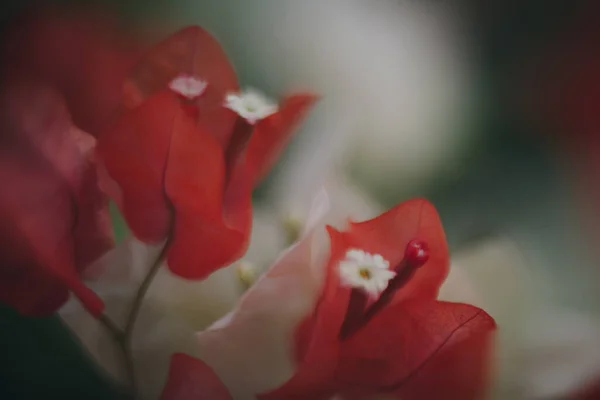 赤い花の選択的焦点画像 — ストック写真