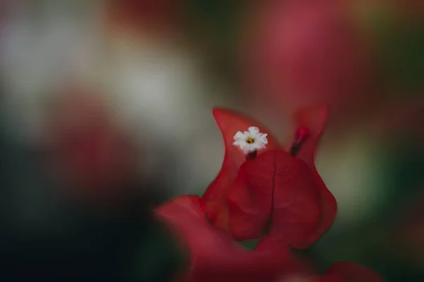 Κόκκινο Λουλούδι Κοντά Εικόνα — Φωτογραφία Αρχείου