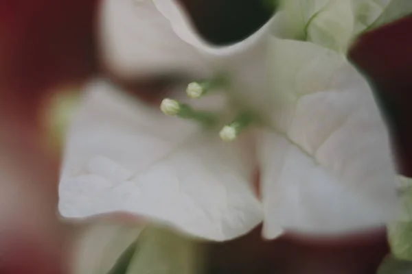 ปภาพโฟก สเล อกดอกไม ขาว — ภาพถ่ายสต็อก