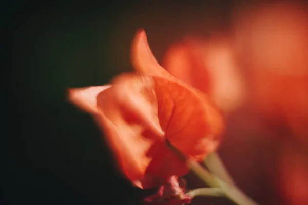 Kırmızı Çiçek Resmi Kapat — Stok fotoğraf