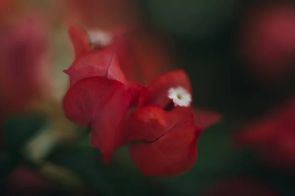 Red Flower Close Image — Stok Foto