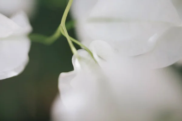 Біла Квітка Вибірковий Фокус Зображення Ліцензійні Стокові Зображення