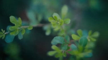Ağaç dalındaki yeşil yaprakların videosu