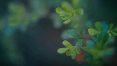 Ağaç dalındaki yeşil yaprakların videosu