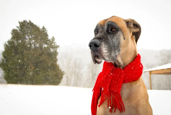 Great Dane with snow wearing a red scarf — Stock Photo, Image
