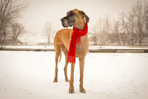 Great Dane in snow with red scarf — Stock Photo, Image