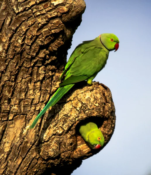 Two ring necked parakeets at nest site — Stock Photo, Image