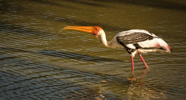 Storch schlürft Wasser — Stockfoto