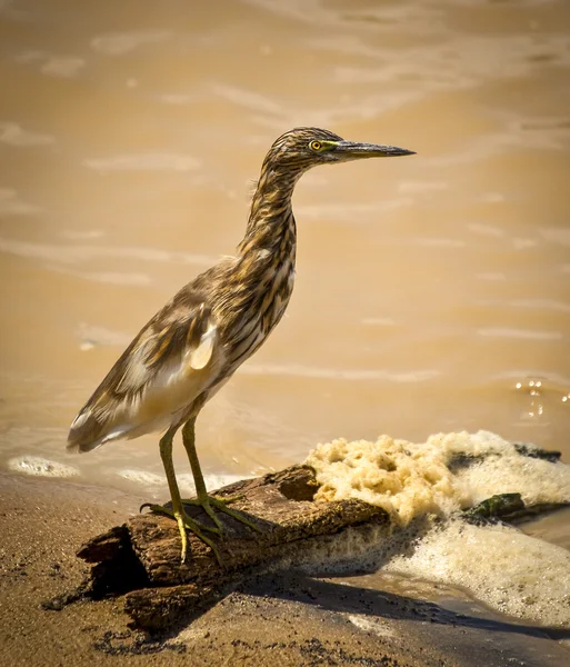 Heron lagoa indiana — Fotografia de Stock