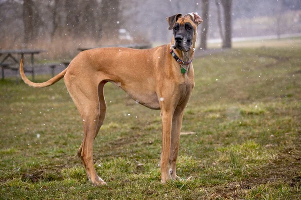 Great Dane standing in a snow storm — Stock Photo, Image
