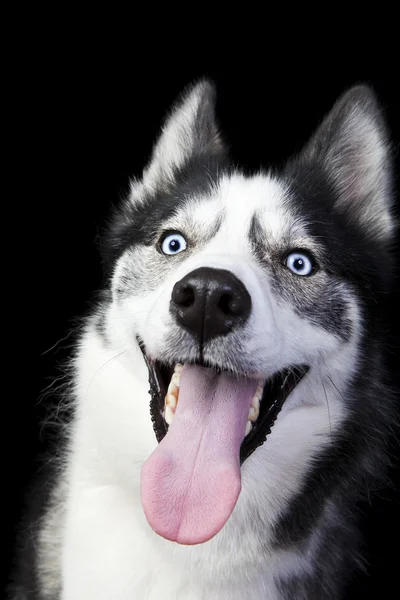 Husky feliz — Fotografia de Stock