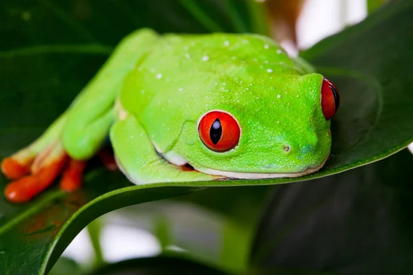 Frog op blad — Stockfoto