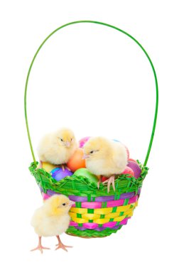 civciv easter sepeti