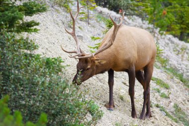 Boğa elk