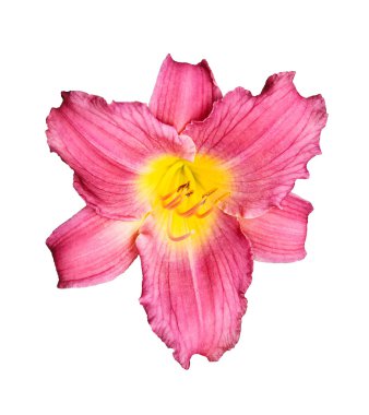pembe daylily hibrid