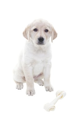Golden Retriever Yavrusu