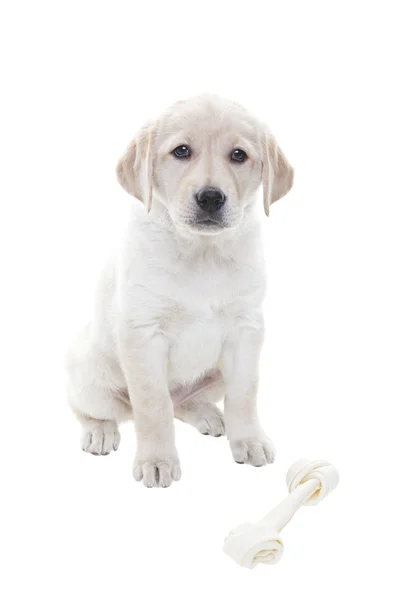 Golden retriever puppy — Stockfoto