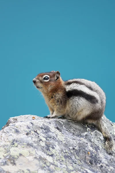 Chipmunk — Stock Photo, Image