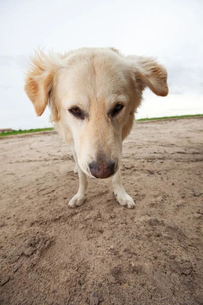 Geniş açı golden retriever Stok Resim