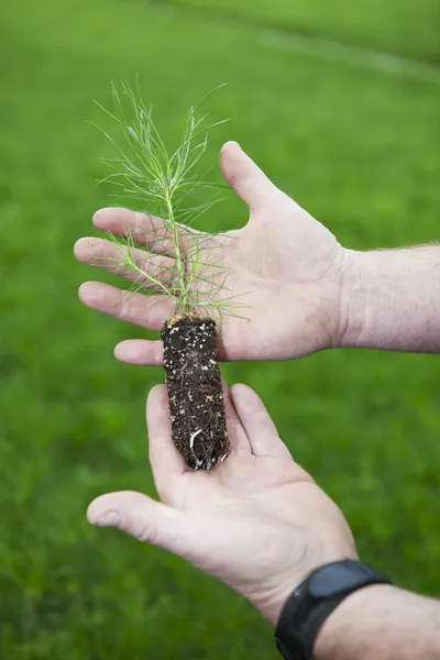 Lodge Pole Pine Seedling — Stock Photo, Image