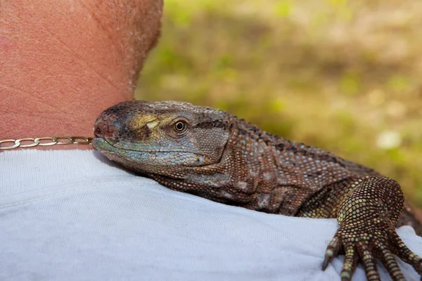 Lagarto monitor de garganta preta do animal de estimação — Fotografia de Stock