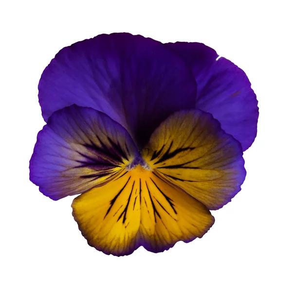 Froufrous pansy violet — Photo