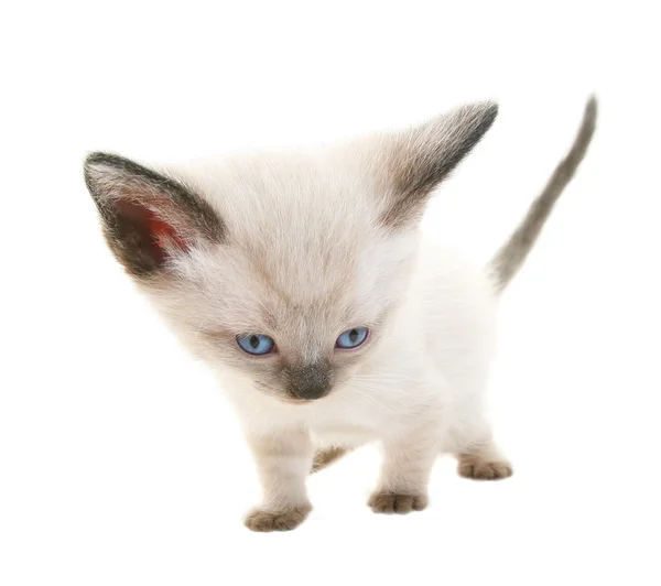 Gattino siamese divertente — Foto Stock