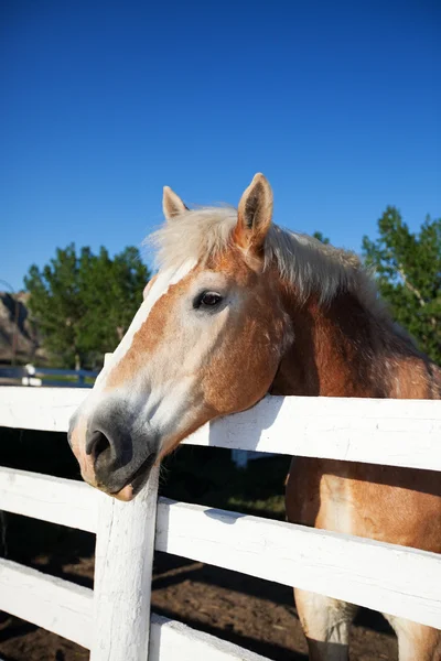Horse in Corral — Stock Photo, Image