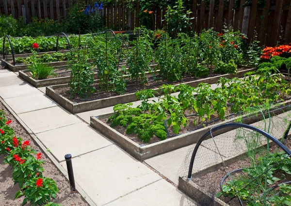 Підняті овочеві садові ліжка Стокове Фото