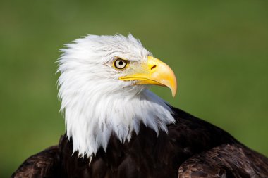 Bald eagle portresi