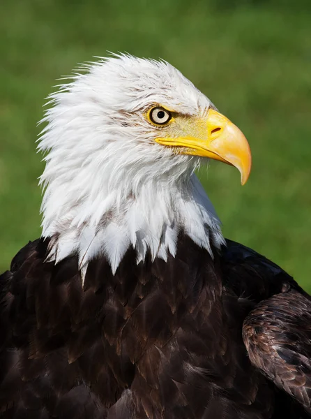 Amerikan kel kartal Telifsiz Stok Fotoğraflar