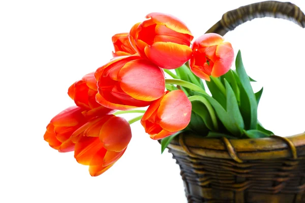 Mandje van tulpen — Stockfoto