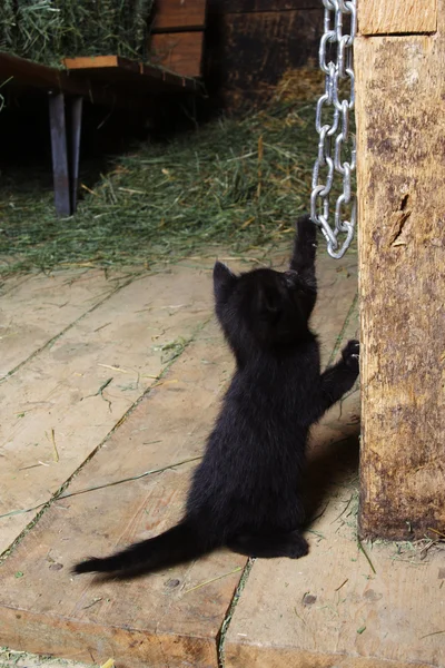 Giocoso gattino fattoria — Foto Stock