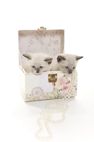 Kittens & parels — Stockfoto