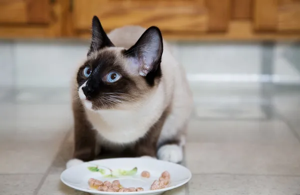 Siamese at Dinner — Stock Photo, Image