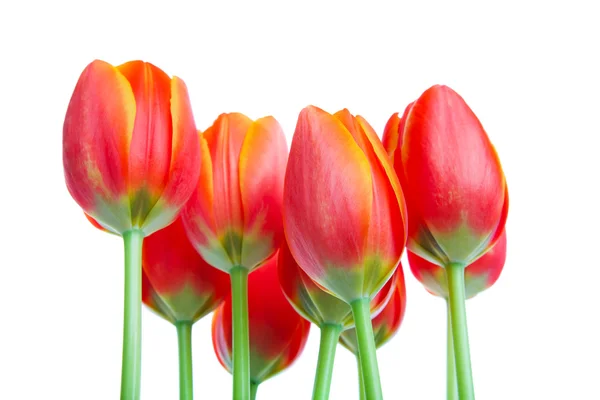 Tall Tulips — Stok fotoğraf