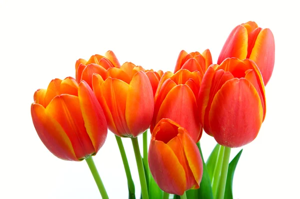 Spring Tulip Bouquet — Stock Photo, Image