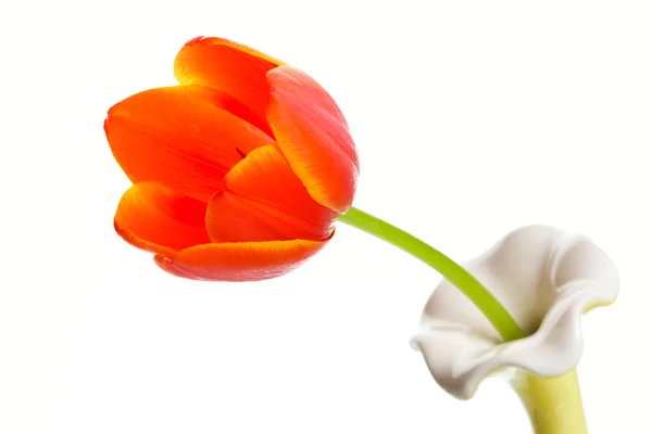Tek orange tulip Stok Resim