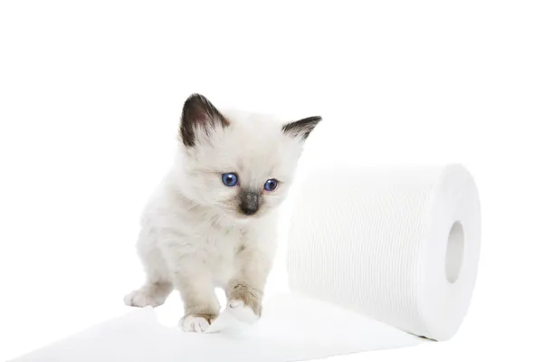 Gatinho suave — Fotografia de Stock