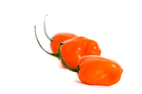 Três Pimentos Habanero — Fotografia de Stock