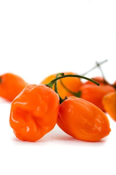 Habanero chilli papričky — Stock fotografie