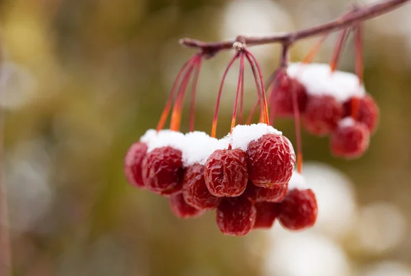 Snow Covered Crab Apples — Stock Photo, Image