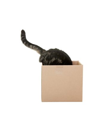 meraklı kedi